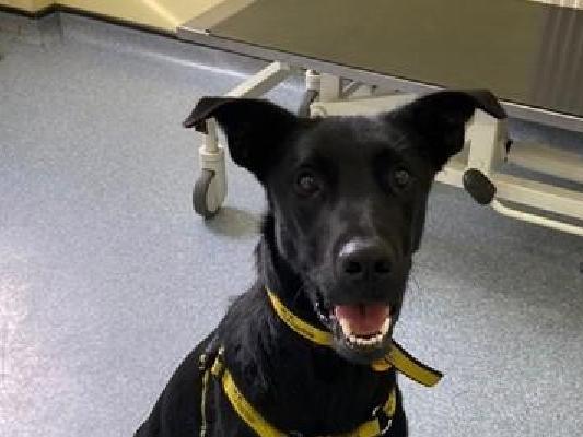 Bailey is a friendly, one-year-old Malinois cross. He is super intelligent and thrives off learning and any activity that will keep his mind stimulated.