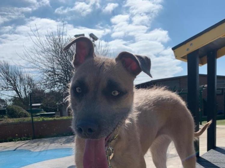 Tula is a bright, young Lurcher with a highly active nature. She enjoys fun training, solving food enrichment puzzles, gnawing on a chew or engaging in a game with her toys.