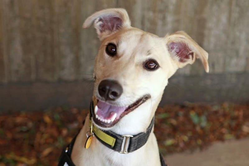 Dom is a young Lurcher who loves having a good run about and playing with his toys