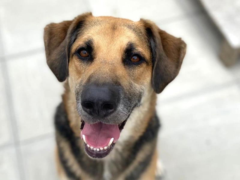 Buster is a six-year-old German Shepherd cross Fox Hound with a friendly disposition.