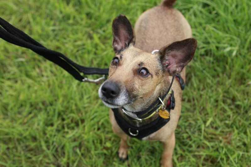 Pixie is a sweet Jack Russell Terrier cross aged approximately three-years-old. Her favourite pastimes include playing a game of fetch and swap and chewing on a squeaky toy