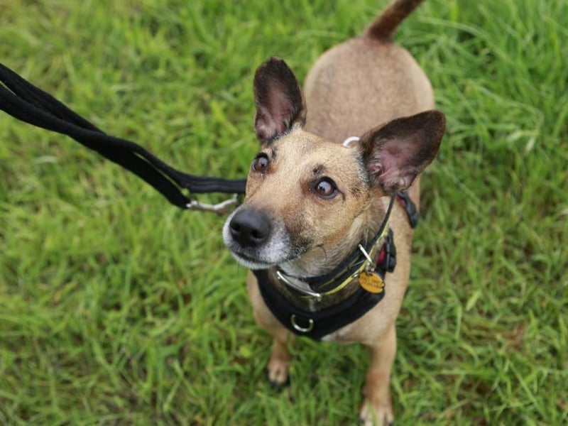 Pixie is a sweet Jack Russell Terrier cross aged approximately three-years-old. Her favourite pastimes include playing a game of fetch and swap and chewing on a squeaky toy