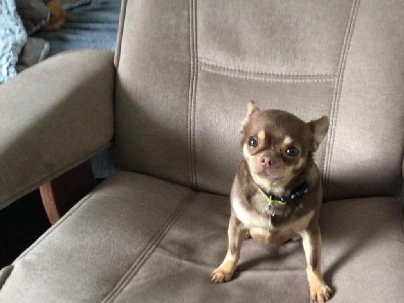 Max is a three-year-old Chihuahua. His favourite things in life are food, playing a game with his toys and cuddles from his human pals.