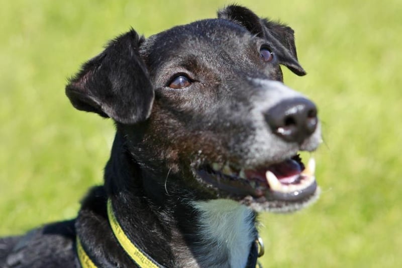 Peppy is an active six-year-old Patterdale cross who is fun and playful