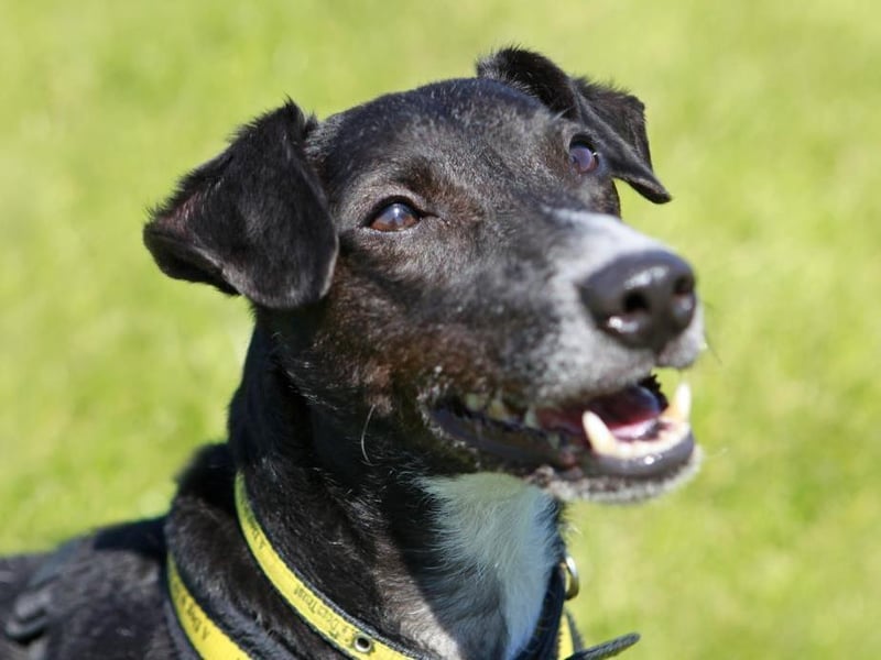 Peppy is an active six-year-old Patterdale cross who is fun and playful