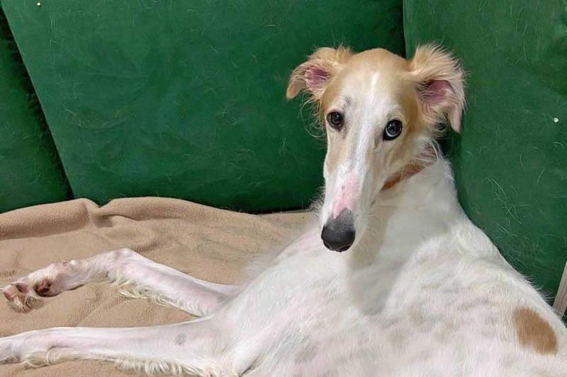 Zara is a young Borzoi with a sweet nature