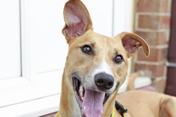 Biggles is an energetic two-year-old Lurcher with lots of character.