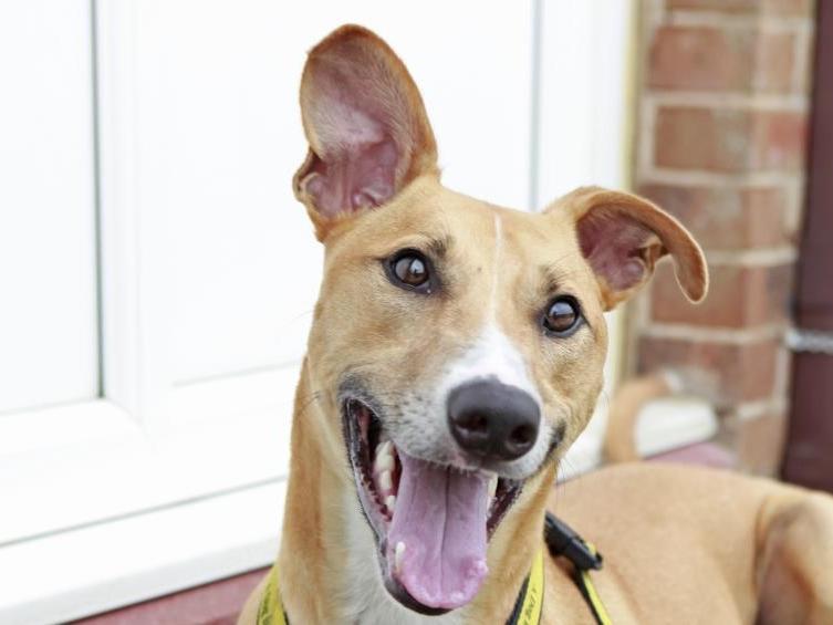 Biggles is an energetic two-year-old Lurcher with lots of character.