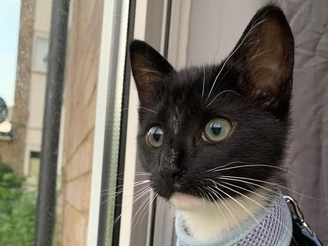 Megan Joella Kingshott shared this picture and writes: "My pretty boy Dobby." SUS-210929-141858001