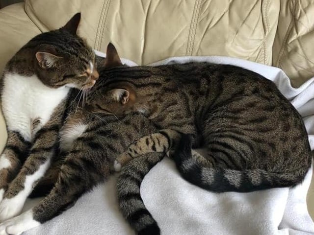 Alex Blackwell sent us this picture of these two having a snuggle SUS-210929-141908001