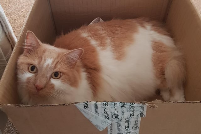 Alison Shaw shared this picture of her box loving kitty SUS-210929-141918001