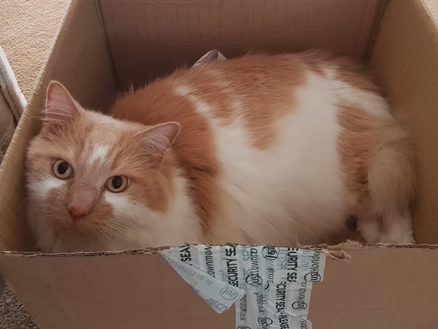 Alison Shaw shared this picture of her box loving kitty SUS-210929-141918001