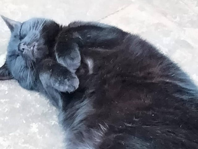 Christine Wood's cat seems chilled out in this photo SUS-210929-141948001