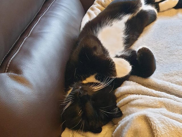 Geoff Oborne's cat Sooty is having a chill out moment SUS-210929-142029001
