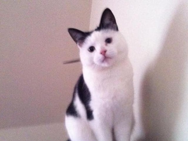 Deirdrie Lee says her cat Cookie is about 10-11 years old but still looks like a kitten SUS-210929-142009001