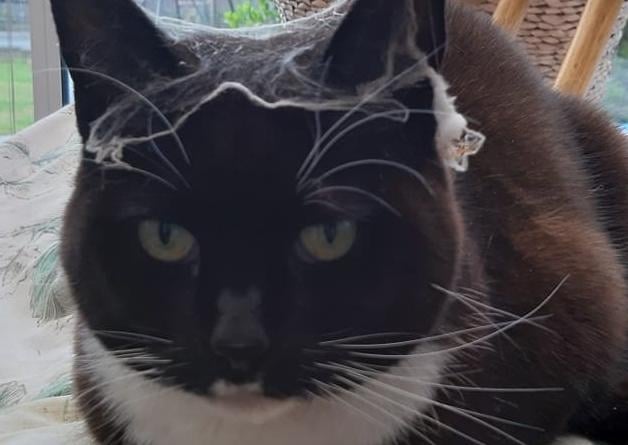 Diana Sprules shared this picture - looks like her cat has been spring cleaning with her! SUS-210929-142019001