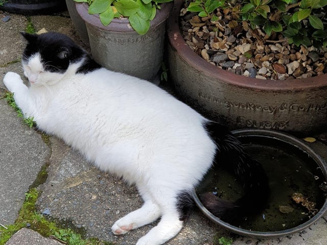 This is Geoff Oborne's kitty Sweep cooling down his tail in a saucer of water SUS-210929-142039001