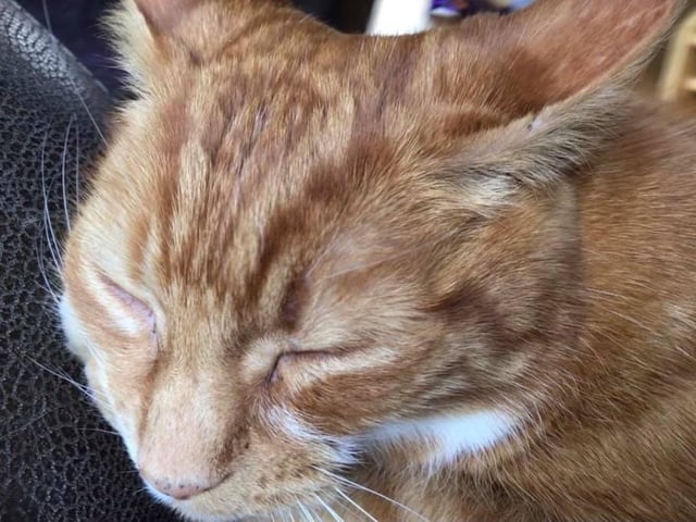 Jenny Allen shared this photo of her kitty having a doze SUS-210929-142050001