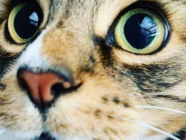 Ness McEvensey shared her picture of Monty Mc SUS-210929-142120001