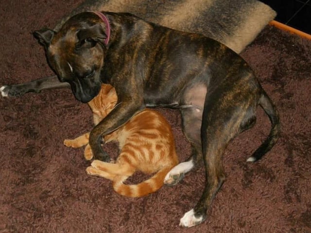 These two look like best buddies in this picture from Nikki Murphy SUS-210929-142132001