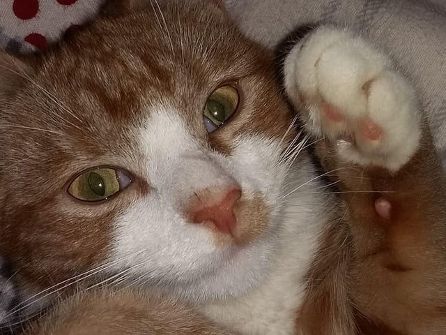 Pauline Bennett sent this picture of her pusscat SUS-210929-142203001