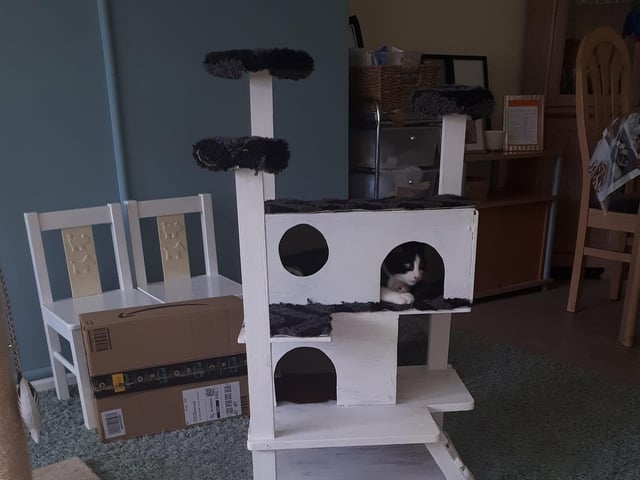 Ray Ransom says he built this for his cat Spooky SUS-210929-142213001