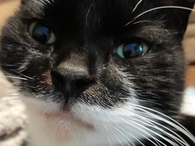Samantha Ritchie's smiley cat SUS-210929-142233001