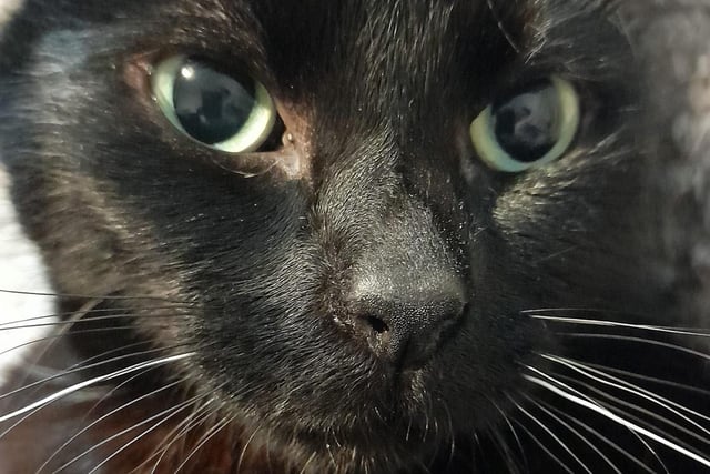 Samantha Ritchie took this beautiful picture of her black cat SUS-210929-142223001