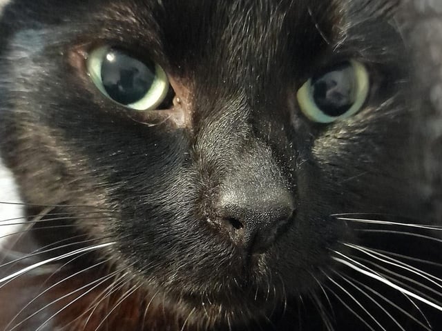 Samantha Ritchie took this beautiful picture of her black cat SUS-210929-142223001