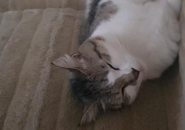 Debbie Gibson sent this picture and says: "My beautiful boy Lewis." SUS-210929-142304001