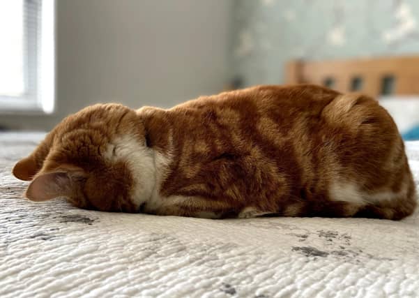Lawrie Stainer shared this picture of his cat Albus Dumblepaws doing his best Garfield impression SUS-210929-142324001