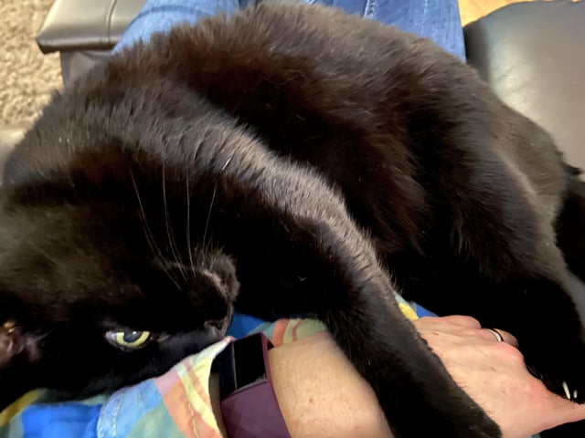 Gina Stainer shared this and writes: "My cat Jelly has never been a lapcat but now in her older age she has become quite cuddly - she hangs on with her claws to make sure I don't escape!" SUS-210929-163201001