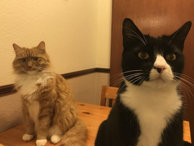 Sarah Page shared this photo of her cats Brian and May SUS-210929-163253001