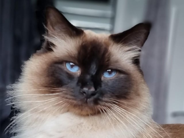 Sharon Emma Goldring sent this picture of her beauitful cat Moriarty SUS-210929-142346001