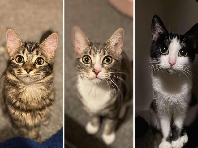 This handsome trio comes from Pennie Tuesley SUS-210929-142335001