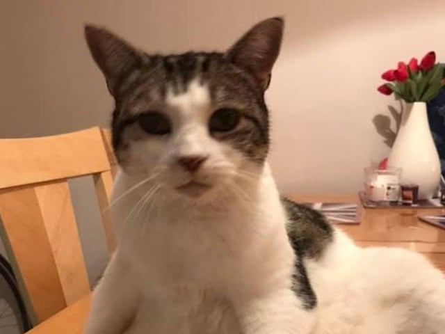 Debbie Sparshott shared this picture of her inquisitive moggy SUS-210929-154236001