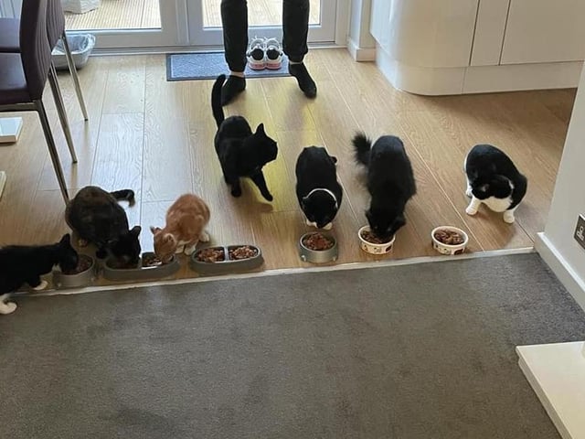 Maria Pereira-Dickson has a house-full of happy cats. She sent us this picture and writes: "I have seven!" SUS-210929-154257001