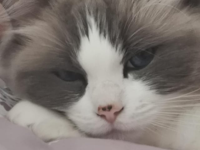 Alison Marchal writes: "Our beautiful Poppy we lost earlier this year." SUS-210929-154307001