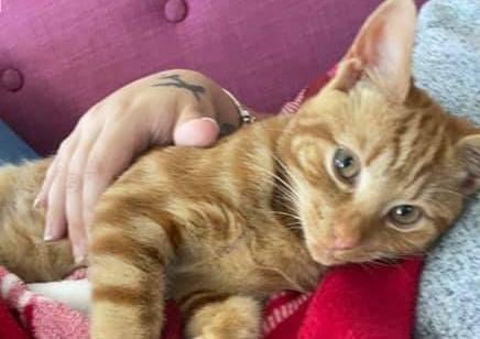 Carly Stevenson sent this photo of her cat enjoying a cuddle SUS-210929-154338001