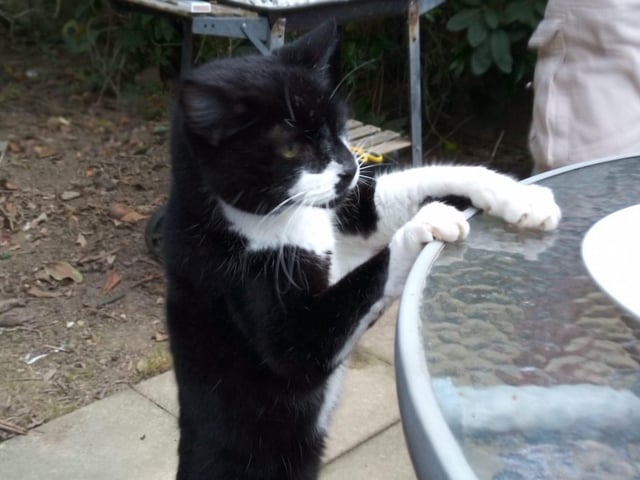 Anna O'Connell shared this picture of her cheeky cat trying to join the fun at the table SUS-210929-154328001