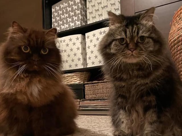 These two fluffballs have got their eyes on you! Shared by Colin McPherson SUS-210929-154348001