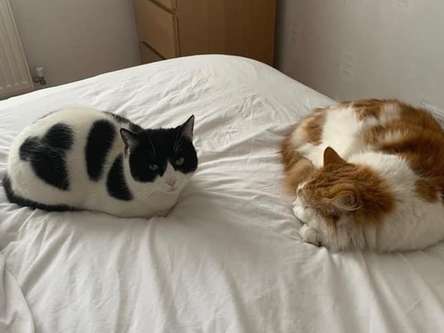 Dorinda Sutton's cats look like they're comfy curled up on the bed SUS-210929-154358001