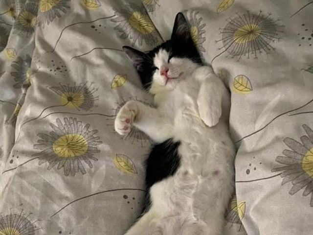 Gemma Watford-Jones sent this photo of her chilled out cat SUS-210929-154418001