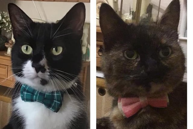 Jan Large's cats Ernie and Mabel look dead smart in their bowties SUS-210929-154429001