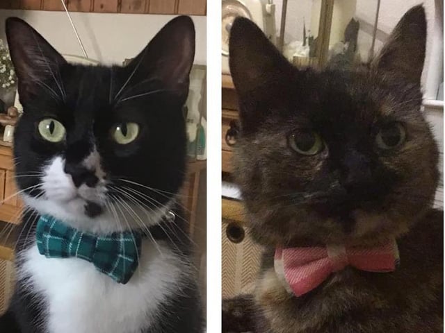 Jan Large's cats Ernie and Mabel look dead smart in their bowties SUS-210929-154429001