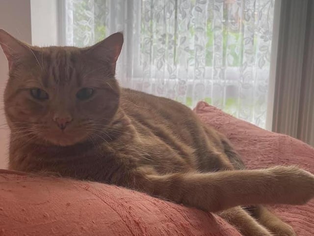 Jane Tharby's moggy Harry SUS-210929-154449001