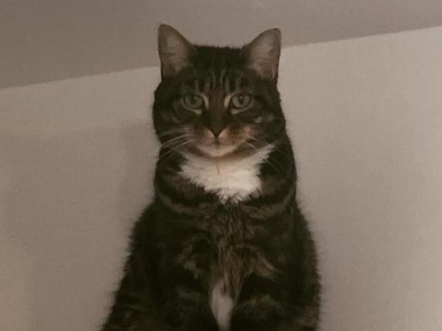 Jane Tharby's cat Santana is keeping a careful eye on things perched up high SUS-210929-154519001