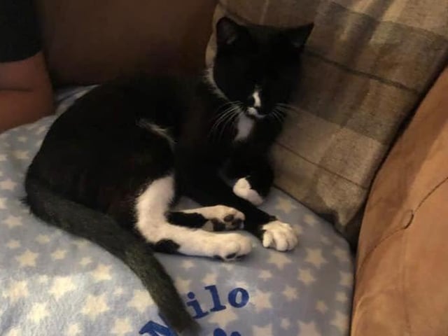 Karim Khassal's cat Milo seems happy on his very own blanket SUS-210929-154539001