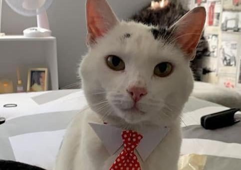 Paige Gurd's cat is dressed to impress in this photo SUS-210929-154549001