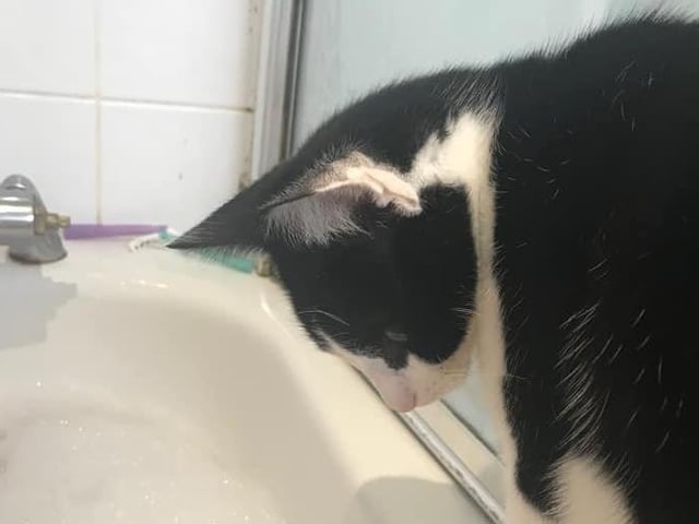 Stephanie Carrasco writes: "Milo loves the bubbles in the bath." SUS-210929-154609001